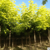 金叶复叶槭 彩叶植物 园林绿化工程 新优品种 规格齐全