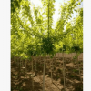 常年大量批发出售金叶复叶槭