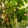 基地供应行道绿化树复叶槭2-6公分复叶槭价格金叶复叶槭