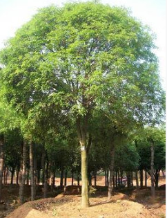 基地供应绿化苗木批发 栾树苗 栾树10-15cm规格全 北栾 栾树