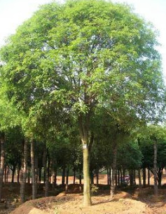 基地供应绿化苗木批发 大树栾树10-12cm 规格全 北栾 栾树