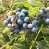 蓝莓苗基地供应优质美登蓝莓苗 适合南北方种植 蓝莓树苗批发*