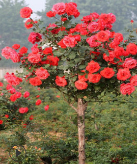 树桩月季庭院盆栽地栽绿植花卉树桩树桩大花双色月季花玫瑰