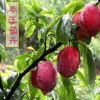 果树苗木嫁接果苗南方北方可种植黄金李子苗优质李子树苗批发