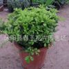 限时特价绿植盆栽米兰苗室内植物 芳香浓郁驱蚊子 雅气十足多年生