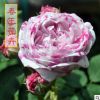 月季花苗 抓破美人脸月季苗 株高30-50cm 牙签苗带育苗盘发货