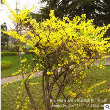 规格全低价批发 连翘小苗 灌丛多生黄老虎苗 绿化工程庭院植物