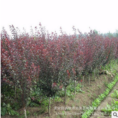 批发工程绿化苗木庭院绿植花卉美人梅 观花植物 量大从优