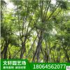 福建蓝花楹树 基地供应规格齐全 大量供应批发质优价廉 蓝花楹
