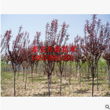 优质基地供应速生紫叶李树苗 优良易成活行道紫叶李苗 量大价优