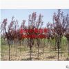 优质基地供应速生紫叶李树苗 优良易成活行道紫叶李苗 量大价优