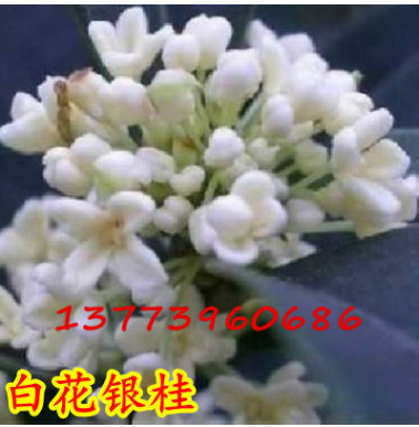 香气颇浓白花银桂 白色桂花树苗 四季桂花树 精品桂花树苗批发