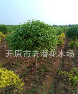 供丝棉木球 卫矛造型 树形紧密 耐修剪 易造型 数量大价格低