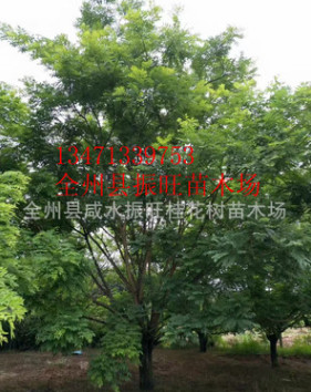 专业供应优质国槐树15公分至40公分直径【重点推荐】 国槐树小苗