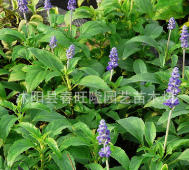 批发蓝色 鼠尾草花卉种子 粉色 鼠尾草种子 成活率高 量大从优