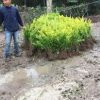 供应金叶女贞苗 红叶小檗 黄杨 小叶女贞工程绿化苗