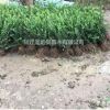 供应卫矛 卫矛球 冬青 黄杨 洒金柏 基地供货