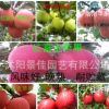 苹果树苗 矮化 红将军/新红星/红富士苹果树苗 嫁接新品种果树苗