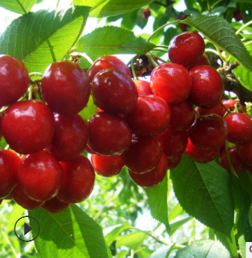 大樱桃树现挖现卖价格从优品种纯美早樱桃树俄罗斯8号大樱桃树