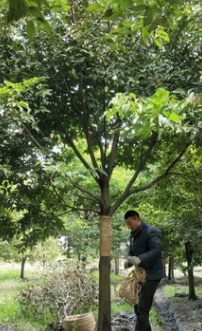 天竺桂20公分高的小苗到米径25公分的大树