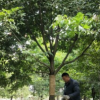 天竺桂20公分高的小苗到米径25公分的大树