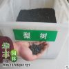 苏北大量批发供应 梨树种子 猕猴桃种子 大叶女贞种子 量大优惠