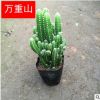 基地直销 万重山 多肉植物 办公室仙人掌盆栽 观赏仙人掌盆栽