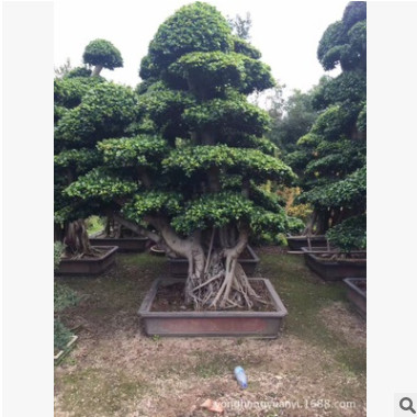基地批发小叶榕树 桩头榕树 气根榕 榕树盆景
