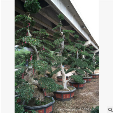 批发榆树盆景树桩。