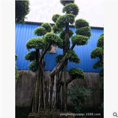 产地直供榕树桩头 榕树盆景 绿化榕树