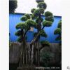 产地直供榕树桩头 榕树盆景 绿化榕树