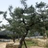 福建园林黑松基地 精品造型台湾黑松盆景 日本黑松别墅庭院树价格