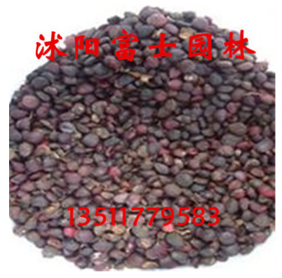 当年新采林木种子 紫玉兰 白玉兰 广玉兰种籽 发芽率高 欢迎选购