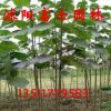 绿化苗木批发法国梧桐树绿化乔木梧桐树苗 品种多样规格齐全