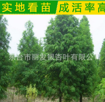 批发供应水杉 水杉树 工程绿化苗木 各种规格水杉树