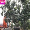 柚子树 头径16公分冠300厘米 供应批发柚子树 移植树