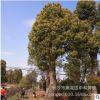批发供应湖南乡土苗木乔木直径香樟树形美观树价格优惠
