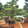 黑松造型树桩 日本精品黑松 罗汉松大型庭院造型地景松类