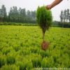 超低价 绿化苗木 洒金柏 庭院绿化柏树花木基地