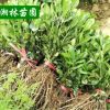 批苗圃直销海棠小苗 根系发达 苗圃直销海桐小苗