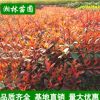 供应园林绿化红叶石楠 红叶石楠苗 红叶石楠树苗 工程苗
