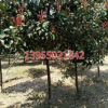 安徽滁州红叶石楠树规格齐全价格优惠