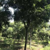 江西黄山栾树2批发/供应