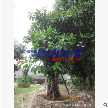 出售福建印度橡胶榕 漳州移植橡皮树胸径20-50公分 景观树图3