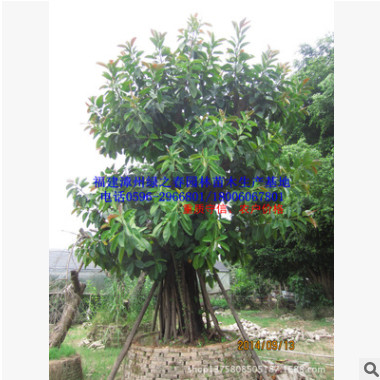 出售福建印度橡胶榕 漳州移植橡皮树胸径20-50公分 景观树图2