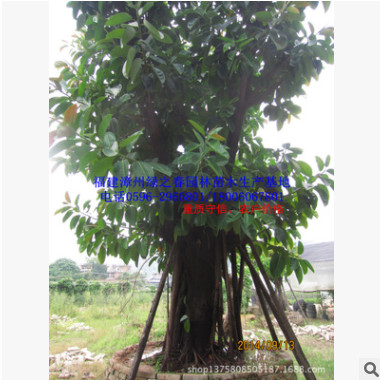 出售福建印度橡胶榕 漳州移植橡皮树胸径20-50公分 景观树图1