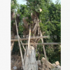 批发福建省漳州大榕树