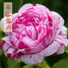 宝藏进口欧洲月季花苗