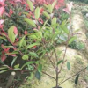 红叶石楠
