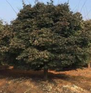 浙江红枫 嵊州红枫 红枫基地实拍哪里好/哪家便宜